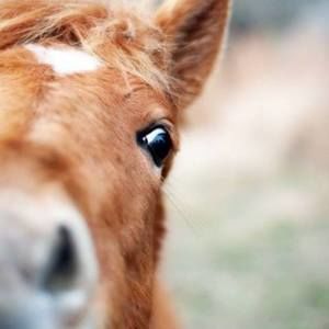 Meet your Posher, Kara